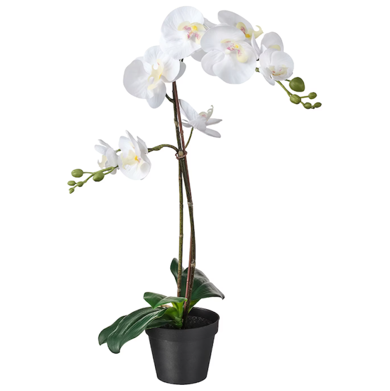 Fejka (Orchid) 1