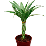10 Best Large Indoor Plants in the Philippines 2026 5