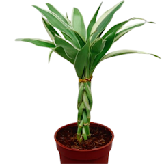 Bamboo Plant