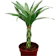 null Bamboo Plant 1