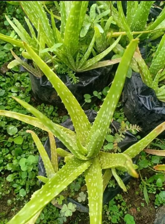 Aloe Vera 2