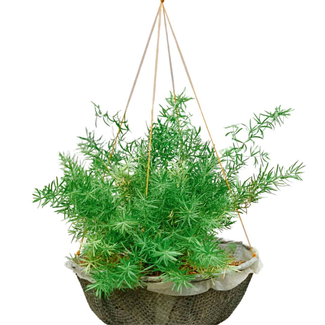 Asparagus Fern 1