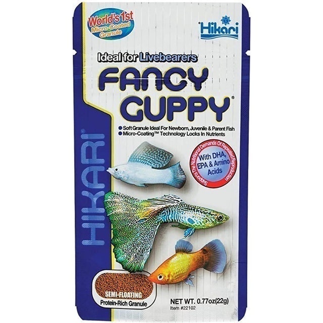 Fancy Guppy 1