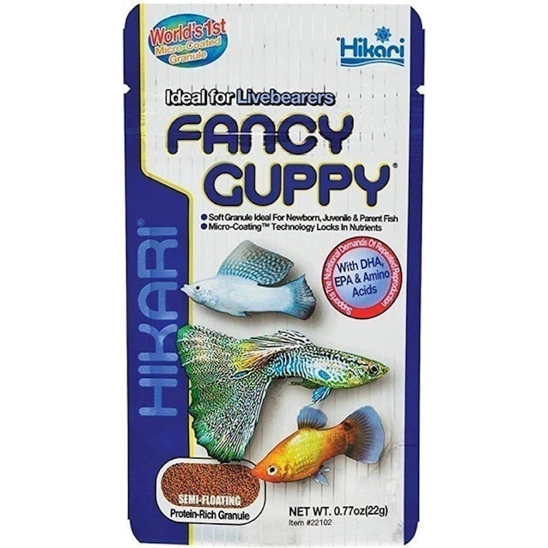 Fancy Guppy 1