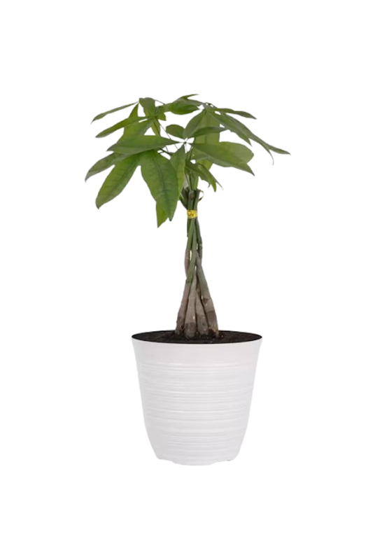 Braided Money Tree 2