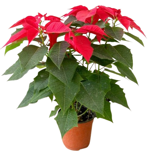 10 Best Indoor Flowering Plants in the Philippines 2026 | Orchid, Anthurium, and More 4