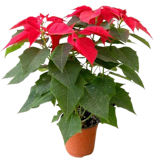 10 Best Indoor Flowering Plants in the Philippines 2026 | Orchid, Anthurium, and More 4
