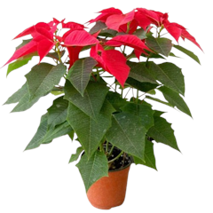 Poinsettia