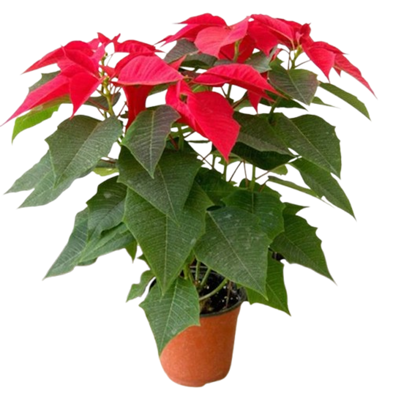 Poinsettia 1