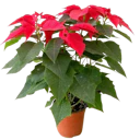 Poinsettia