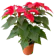 Poinsettia 1