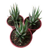 10 Best Indoor Succulent Plants in the Philippines 2026 | Jade Plant, Zebra Cactus, and More 2