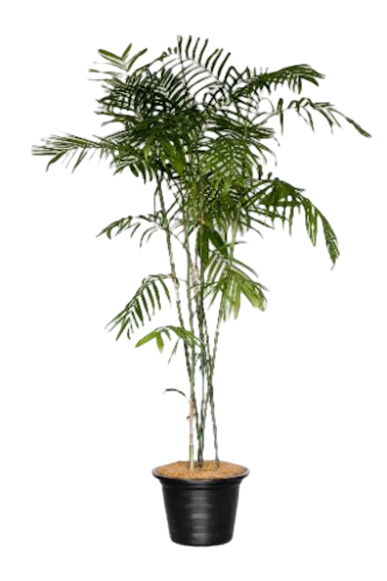 10 Best Air-Purifying Indoor Plants in the Philippines 2026 | Peace Lily, Snake Plant, and More 3