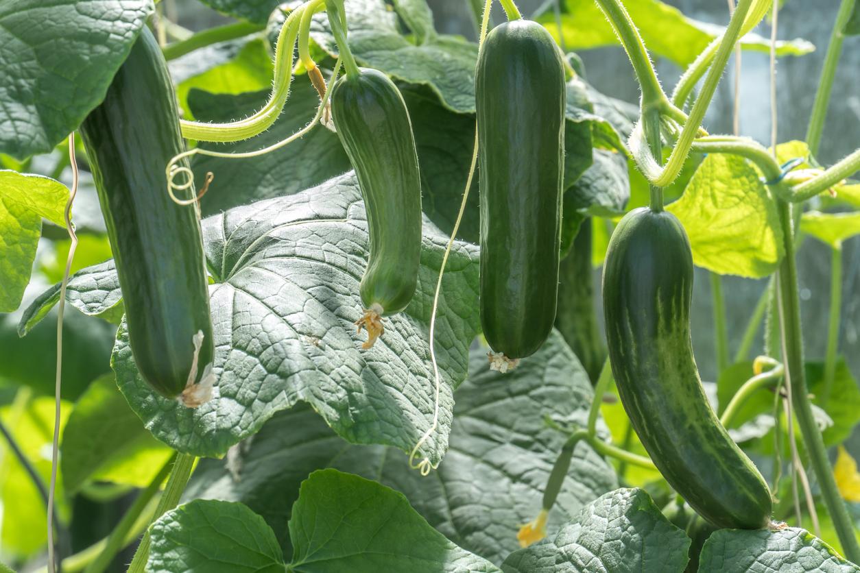 10 Best Home Garden Plants in the Philippines 2026 3