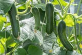 10 Best Home Garden Plants in the Philippines 2026 3