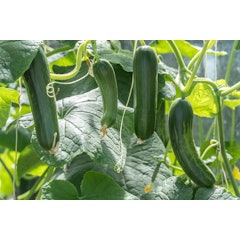 Cucumber Seeds