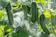 null Cucumber Seeds 1