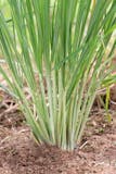 10 Best Indoor Herbs to Grow in the Philippines 2026 4
