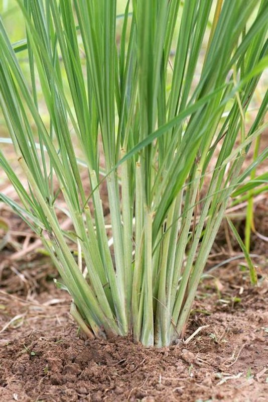 Lemongrass 1