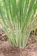 Lemongrass 1