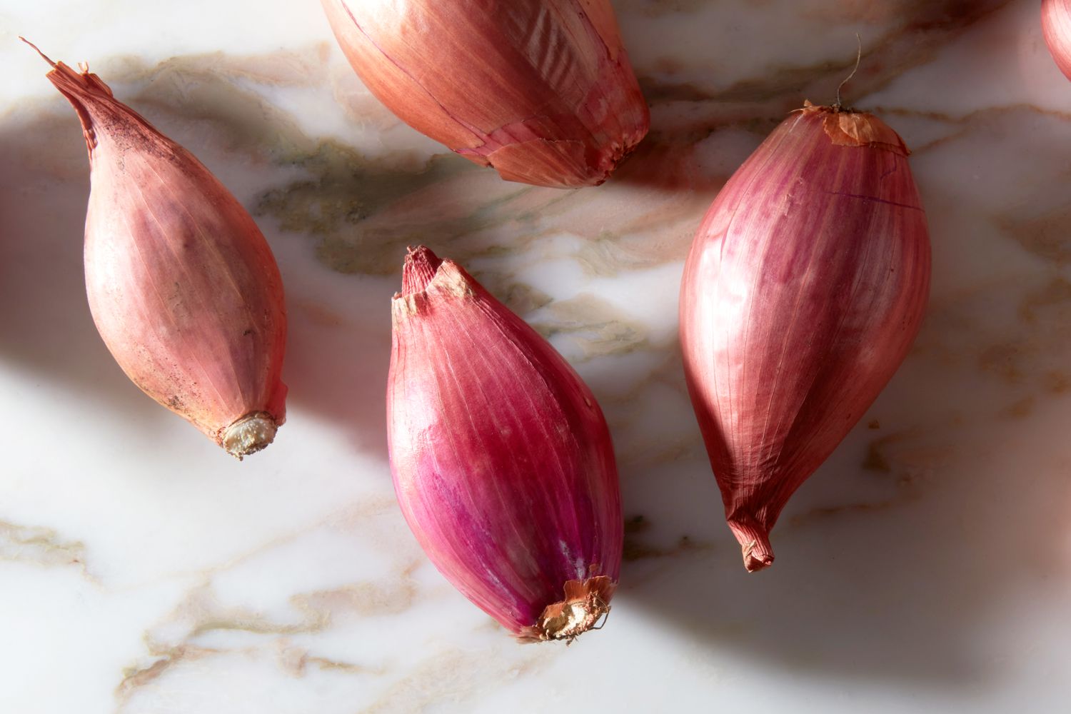Shallot Seeds 2