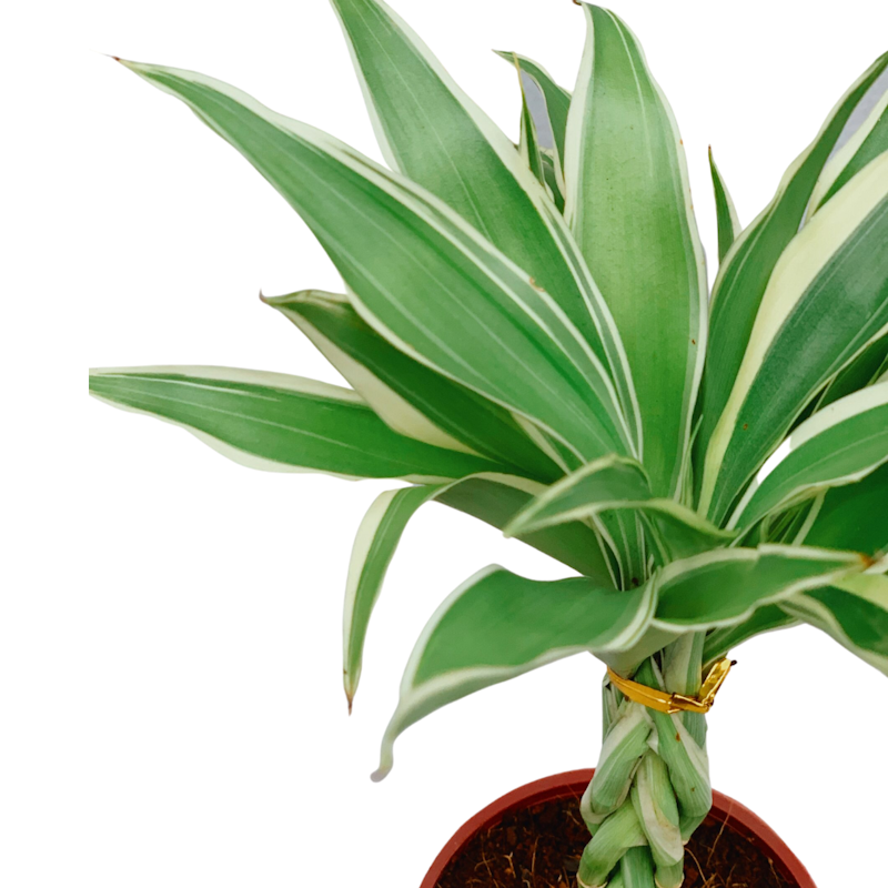 Bamboo Plant 2