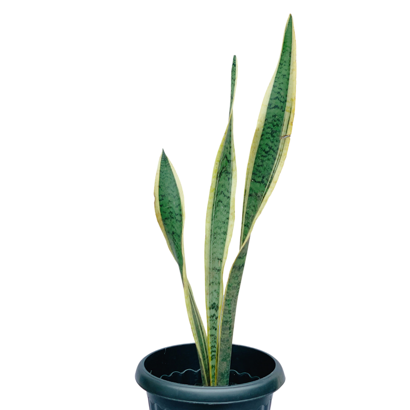 Snake Plant 1