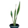 Snake Plant 1
