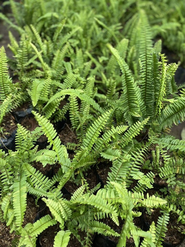 Boston Fern 2
