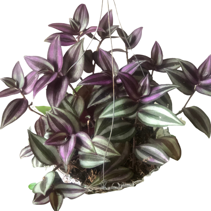 Wandering Jew 1