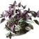 Wandering Jew 1