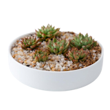 10 Best Succulent Pots in the Philippines 2026 4