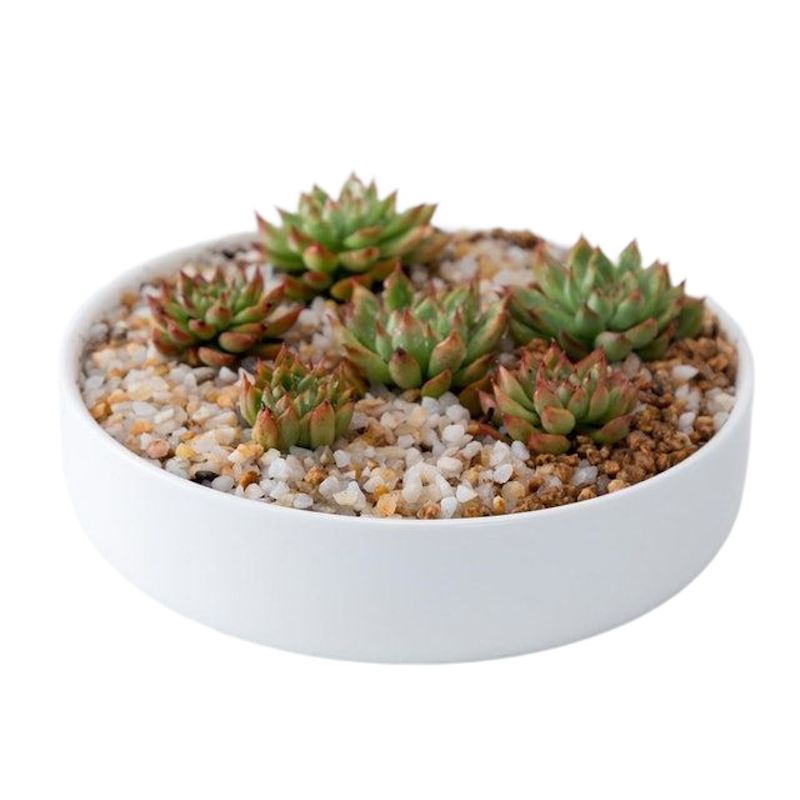 Round Porcelain Succulent Bonsai Dish 1
