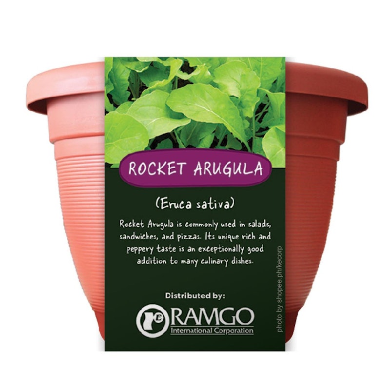Rocket Arugula Kit 1