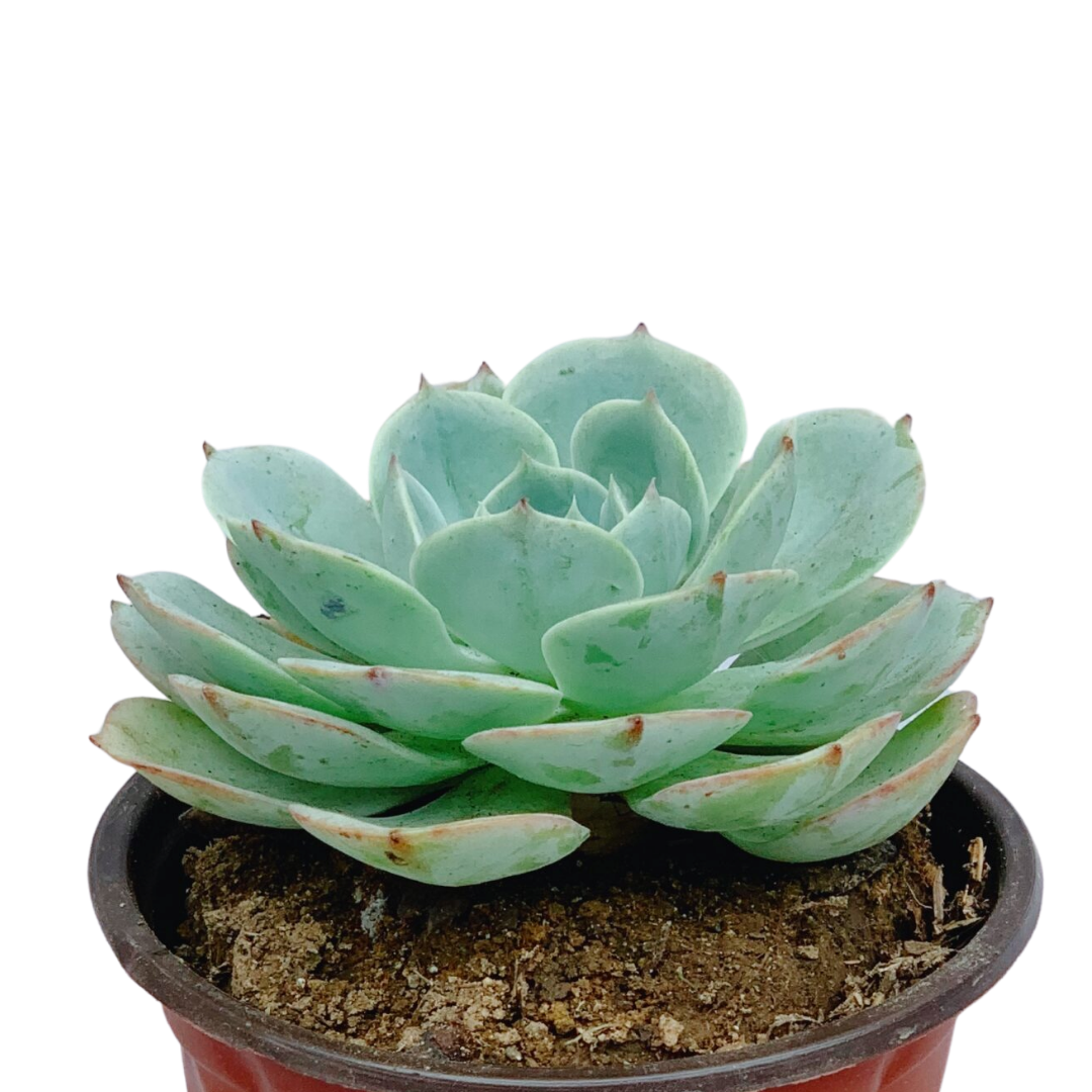10 Best Indoor Plants in the Philippines 2026 | ZZ Plant, Cabbage Succulent, and More 2