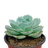 10 Best Indoor Plants in the Philippines 2026 | ZZ Plant, Cabbage Succulent, and More 2