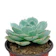 Cabbage Succulent 1