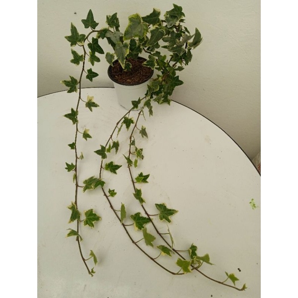 English Ivy 1