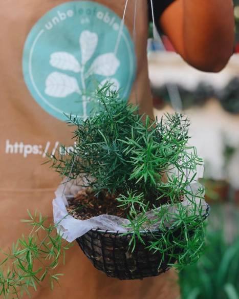Asparagus Fern 3