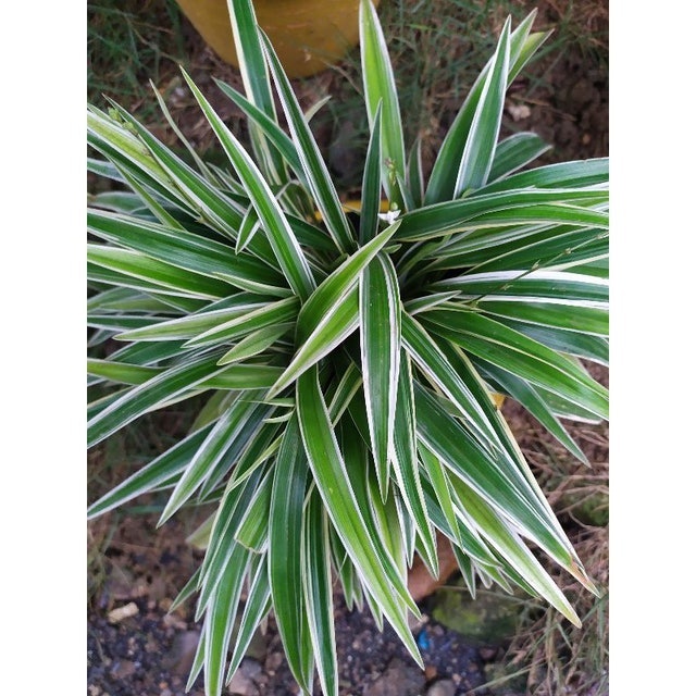 10 Best Desk Plants in the Philippines 2026 | Snake Plant, ZZ Plant, and More 4