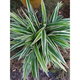 10 Best Desk Plants in the Philippines 2026 | Snake Plant, ZZ Plant, and More 4