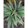 Spider Plant 1
