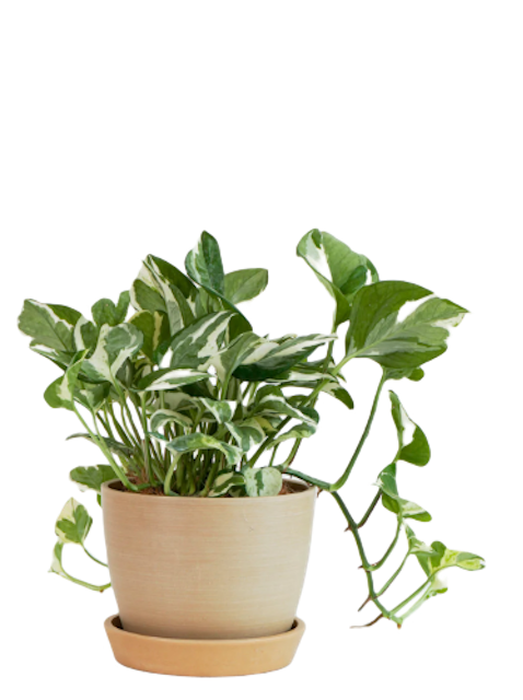 10 Best Bathroom Plants in the Philippines 2026 | Buying Guide Reviewed by Interior Designer 2