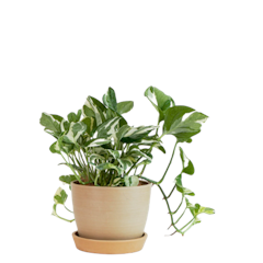 Pothos n Joy