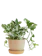 Spruce Plant Shop Pothos n Joy 1
