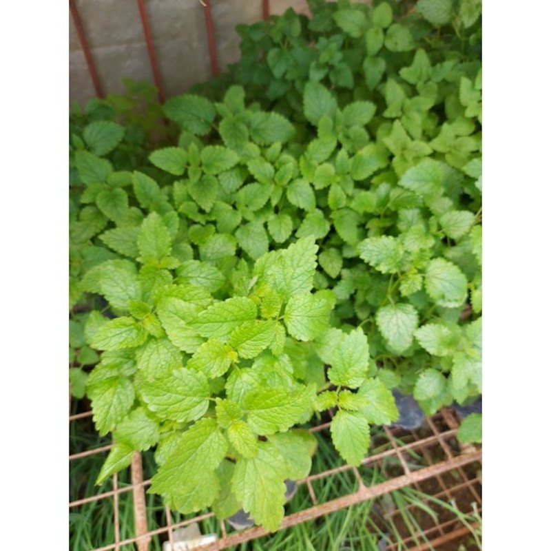 Peppermint Plant 1