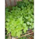 Peppermint Plant 1