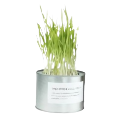 Organic Pet Cat Grass Seeds 1