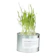 GOHOO Organic Pet Cat Grass Seeds 1
