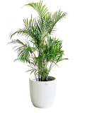 10 Best Large Indoor Plants in the Philippines 2026 1